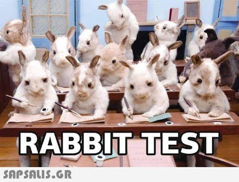 RABBIT TEST #5136678658244608